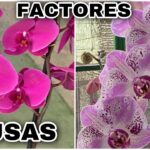 Cómo prevenir caída de brotes y explosión de capullos en orquídeas