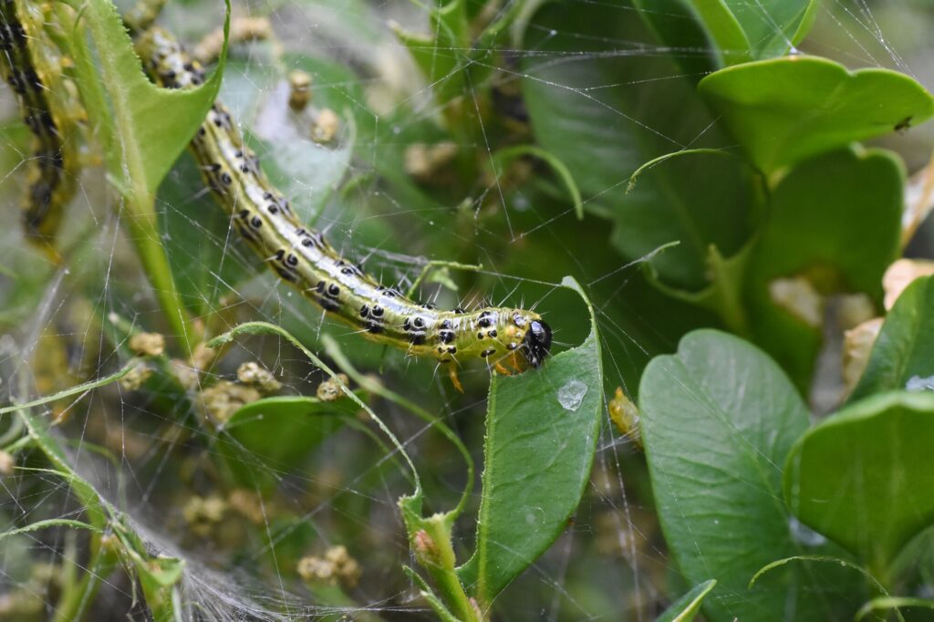 Cómo prevenir daños de ácaros en los bojes de tu jardín