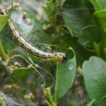Cómo prevenir daños de ácaros en los bojes de tu jardín