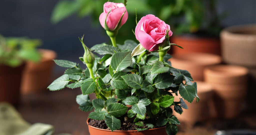 Cómo prevenir el enanismo en las rosas del jardín