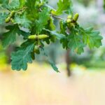 Cómo prevenir el flujo alcohólico en los árboles de roble