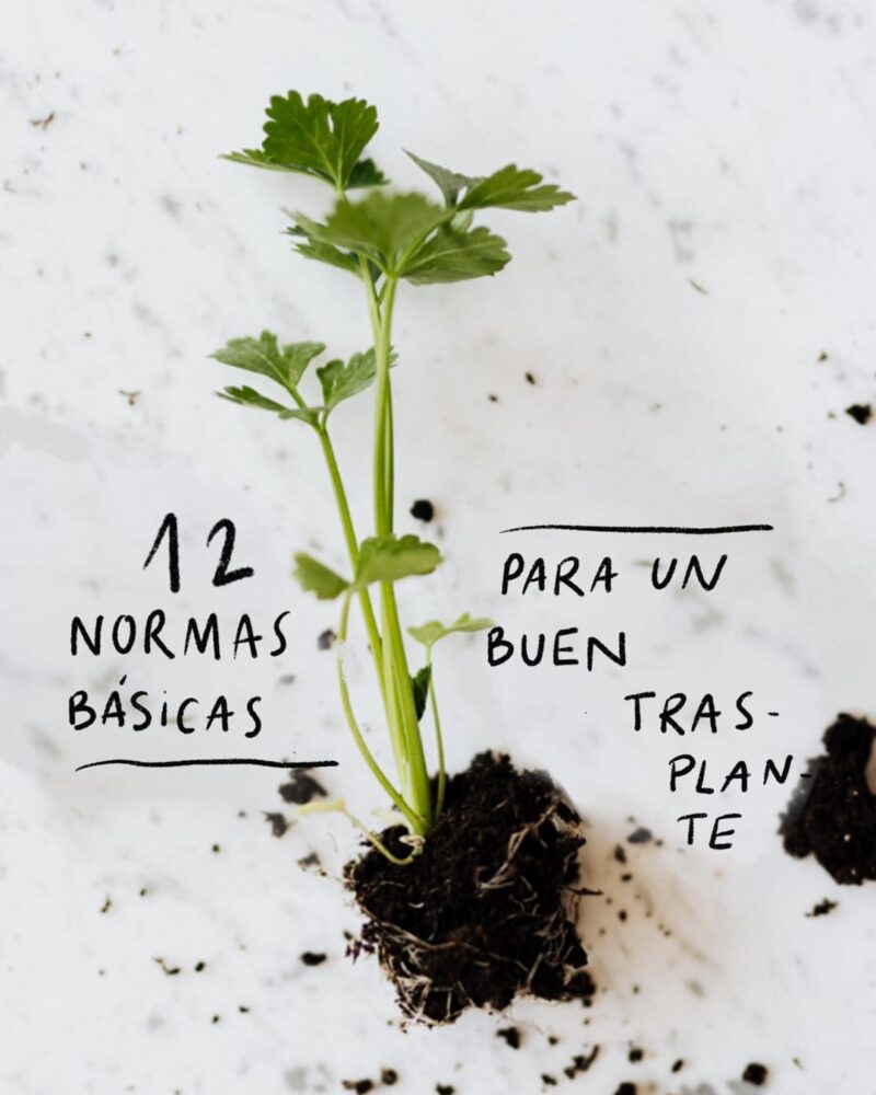 Cómo prevenir el shock de trasplante en magnolias