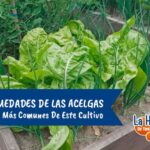 Cómo prevenir enfermedades y plagas en la acelga
