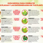 Cómo prevenir enfermedades y plagas en plantas de asters
