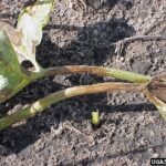 Cómo prevenir fracturas en tallos de calabacines, pepinos y melones