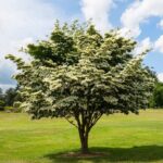Cómo prevenir la descamación en los árboles Kousa Dogwood
