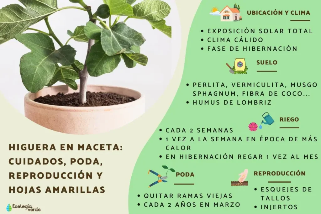Cómo prevenir la oxidación en los árboles de higo
