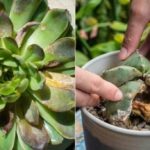 Cómo prevenir la podredumbre en suculentas