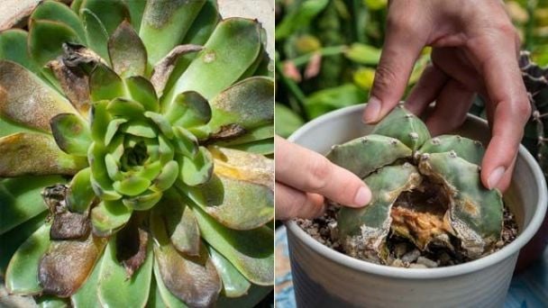 Cómo prevenir la podredumbre en suculentas