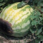 Cómo prevenir la pudrición de la flor en los melones