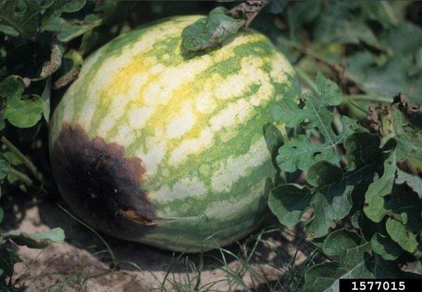 Cómo prevenir la pudrición de la flor en los melones