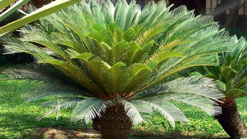 Cómo prevenir la pudrición en las palmas de sagú