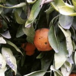 Cómo prevenir la pudrición parda en los limones de forma efectiva