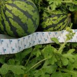 Cómo prevenir plagas en el cultivo de sandías