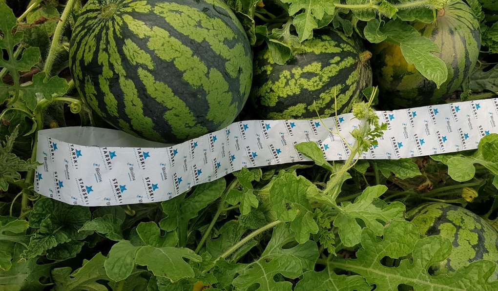 Cómo prevenir plagas en el cultivo de sandías