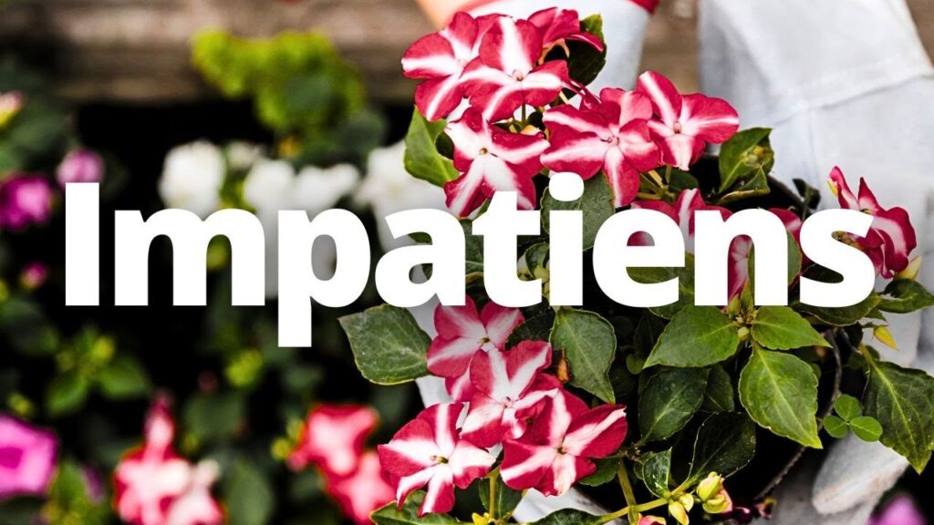 Cómo prevenir plagas y enfermedades en tus Impatiens