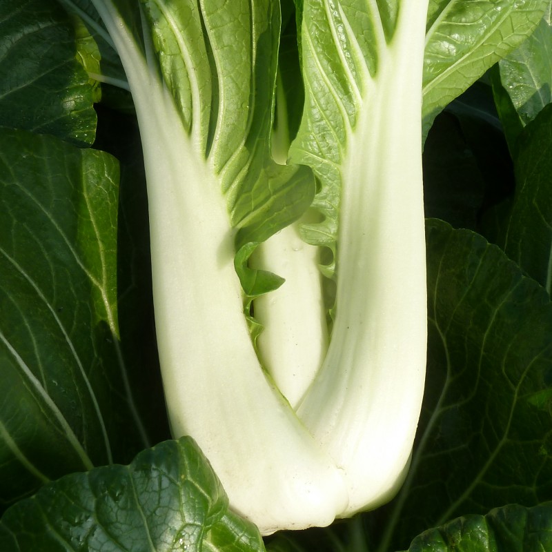 Cómo prevenir que el bok choy se ponga en flor