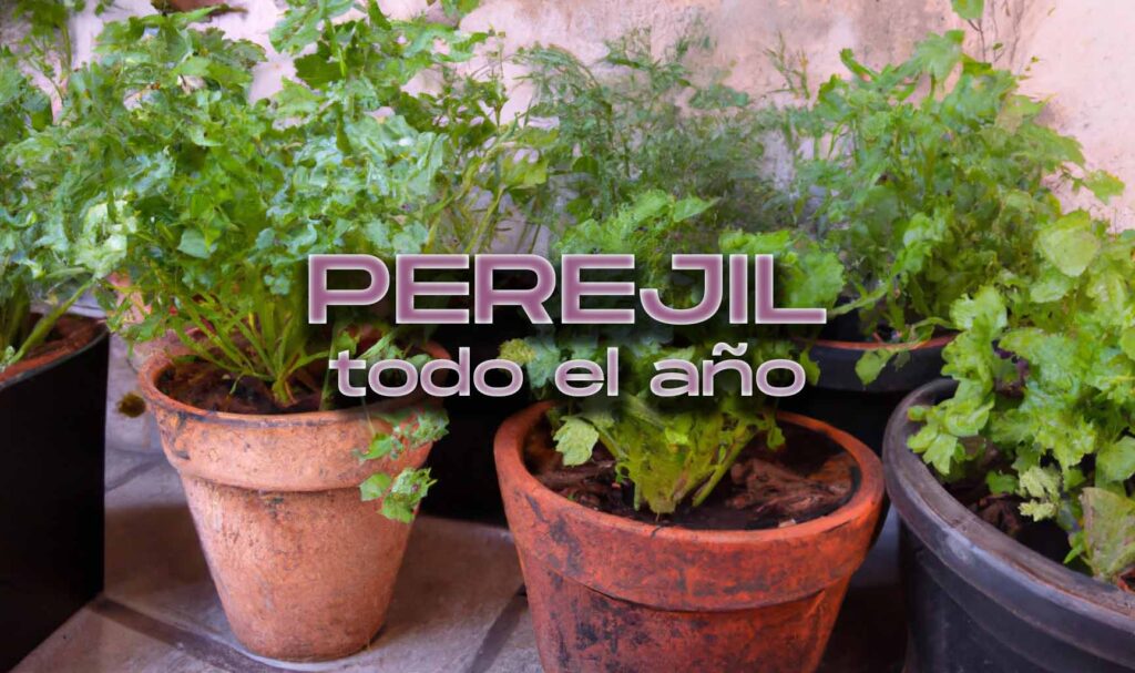 Cómo prevenir que el perejil florezca prematuramente