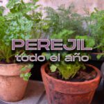 Cómo prevenir que el perejil florezca prematuramente