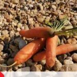 Cómo prevenir que las zanahorias se agrieten al crecer