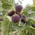 Cómo prevenir que los higos se sequen en los árboles