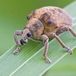 Cómo prevenir y controlar el gorgojo de las rosas Curculio