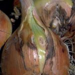 Cómo prevenir y controlar la Pudrición Negra en las Cebollas