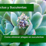 Cómo prevenir y eliminar ácaros en suculentas de forma efectiva
