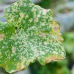 Cómo prevenir y tratar el Mildew en los árboles frutales