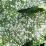 Cómo prevenir y tratar el oídio en las plantas de eneldo