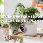 Cómo prevenir y tratar enfermedades y plagas en petunias