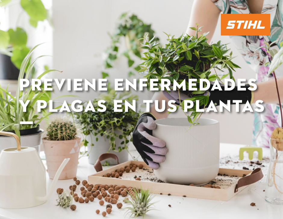 Cómo prevenir y tratar enfermedades y plagas en petunias