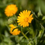 Cómo prevenir y tratar hojas amarillas en caléndulas