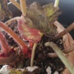 Cómo prevenir y tratar la podredumbre de tallo y raíz en begonias