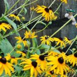 Cómo prevenir y tratar los hongos en las Black Eyed Susan