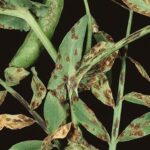 Cómo prevenir y tratar plagas en plantas de guisantes