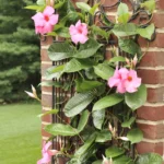 Cómo promover la floración de una mandevilla