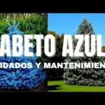 Cómo propagar abeto azul para cultivar nuevos árboles