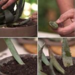 Cómo propagar Aloe Vera mediante esquejes o vástagos
