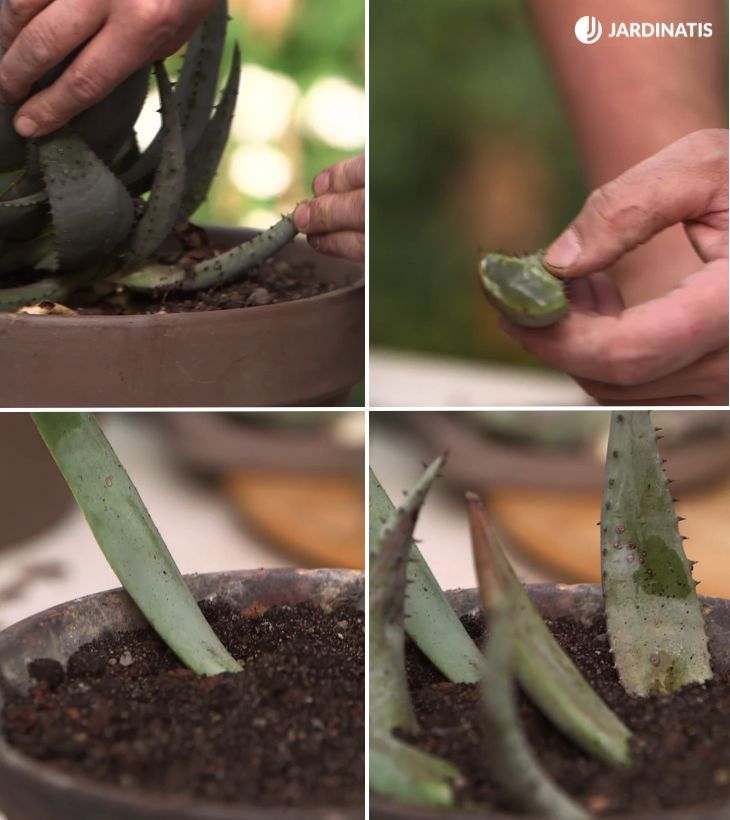 Cómo propagar Aloe Vera mediante esquejes o vástagos
