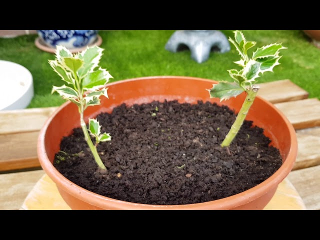 Cómo propagar arbustos de acebo con esquejes