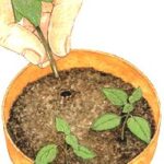 Cómo propagar Aucuba Japonica a través de esquejes en casa
