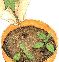 Cómo propagar Aucuba Japonica a través de esquejes en casa