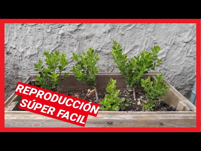 Cómo propagar boj: cultivo de boj a partir de esquejes