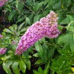 Cómo propagar Buddleia Esquejes, semillas y división de raíces