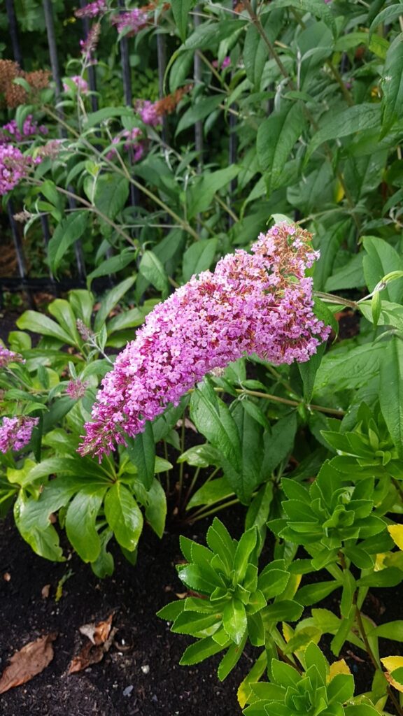 Cómo propagar Buddleia Esquejes, semillas y división de raíces