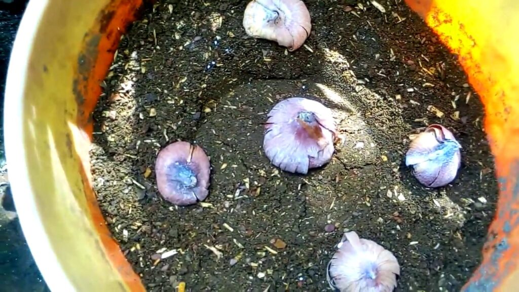 Cómo propagar bulbos de gladiolo y germinar semillas