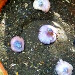 Cómo propagar bulbos de gladiolo y germinar semillas