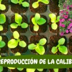 Cómo propagar Calibrachoa y Million Bells por esquejes
