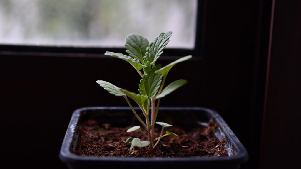 Cómo propagar Catnip para cultivar nuevas plantas en casa